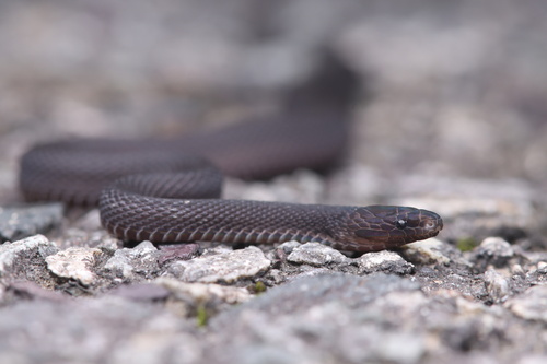 Kuocang Moutain odd-scaled snake
