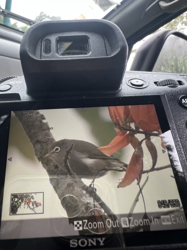 São Tomé White-eye