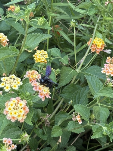 Xylocopa