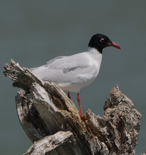 Mediterranean Gull