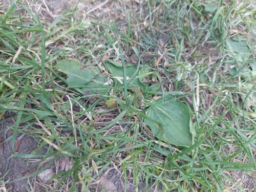 greater plantain