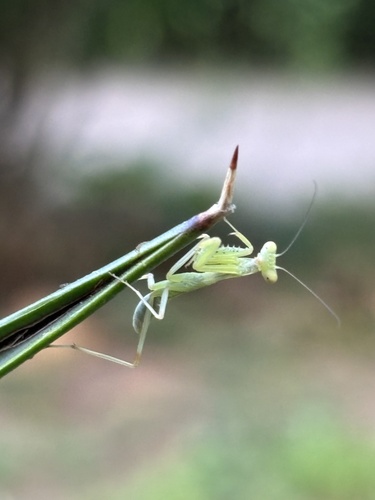 Transcaucasian Giant Mantis