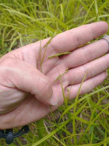 Rudge's sedge