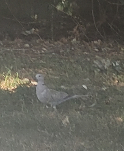 Eurasian Collared-Dove