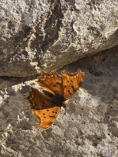 Southern Comma
