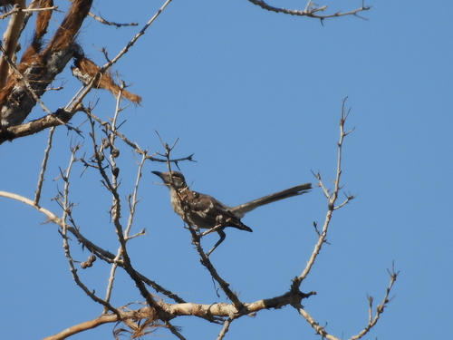 Northern Mockingbird