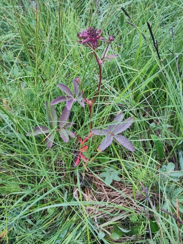 marsh cinquefoil