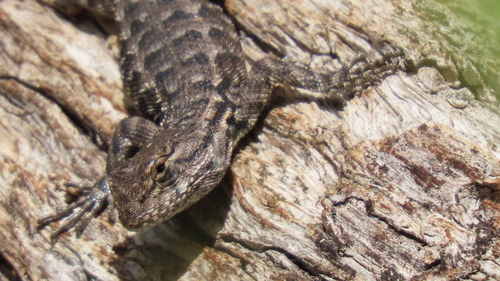 iNaturalist observation photo of Spiny Lizards