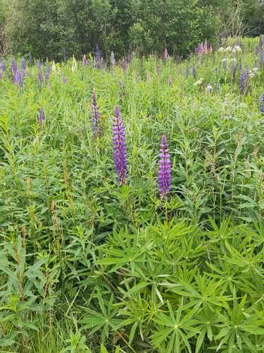 Large-leaved lupine