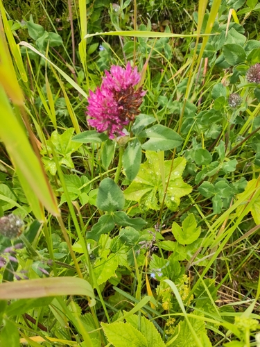 Red Clover