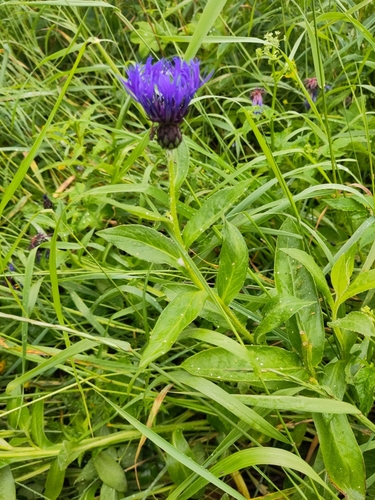 Perennial Cornflower
