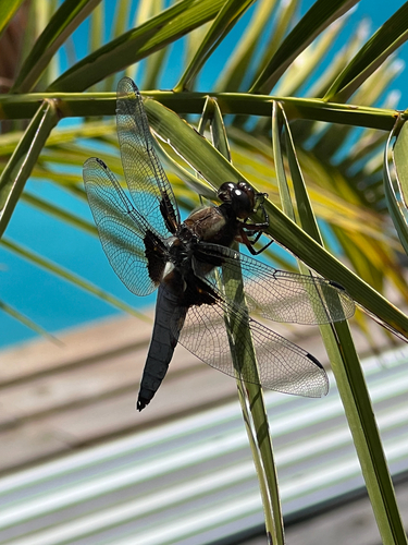 Broad-bodied Chaser
