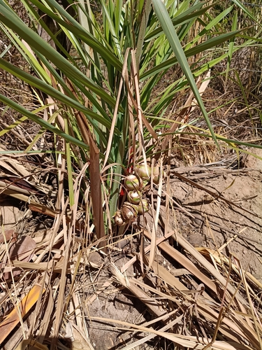 Attalea eichleri