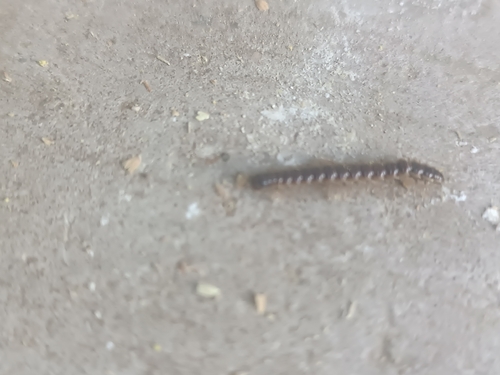 Greenhouse Millipede
