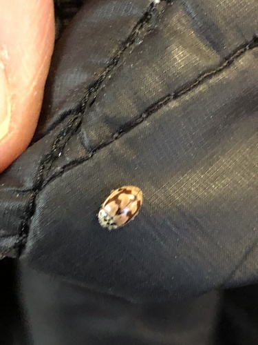 iNaturalist observation photo of Painted Lady Beetle