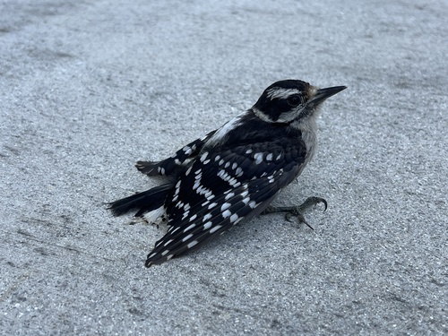 Hairy Woodpecker