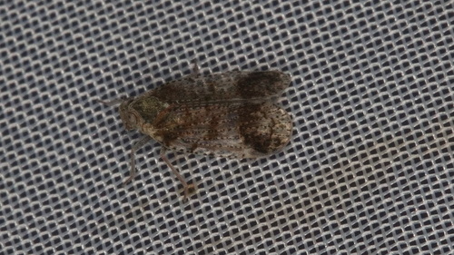 banded lacehopper