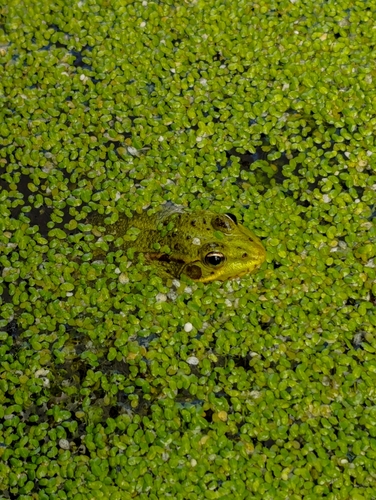 Iberian Green Frog