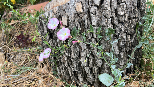 field bindweed