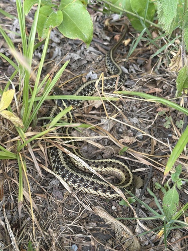 Common Garter Snake