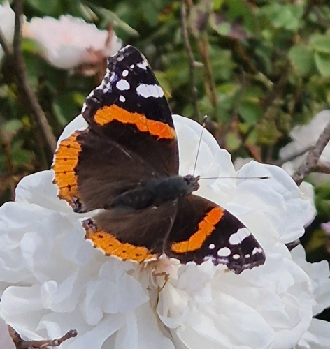 Red Admiral