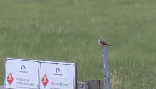 Western Kingbird