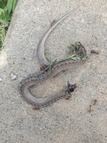 DeKay's Brownsnake