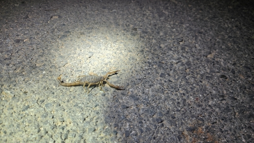 Chinese Scorpion