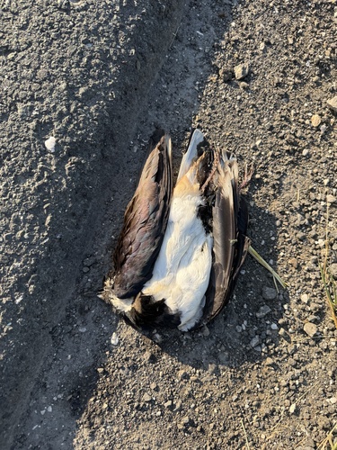 Northern Lapwing