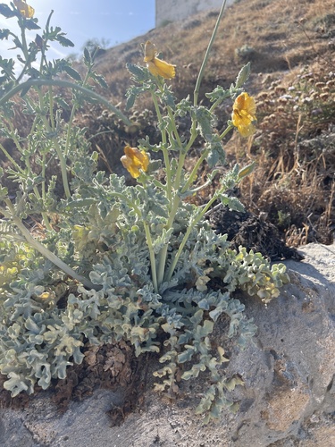 Yellow Horned Poppy
