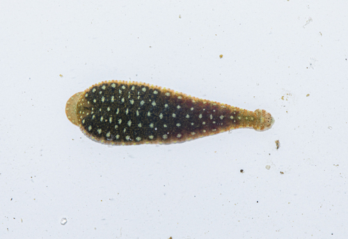Hemiclepsis schrencki