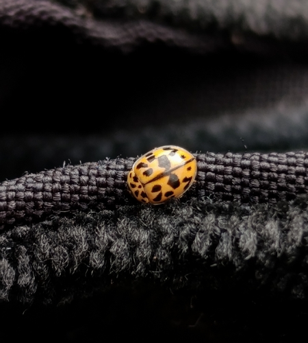 Poplar Ladybird Beetle