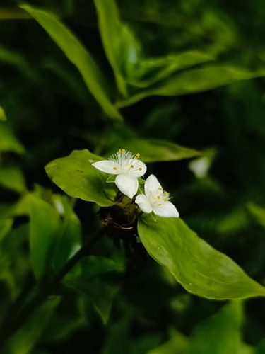 Rio Spiderwort