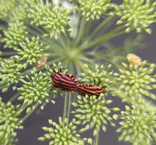 Continental Striped Shield Bug