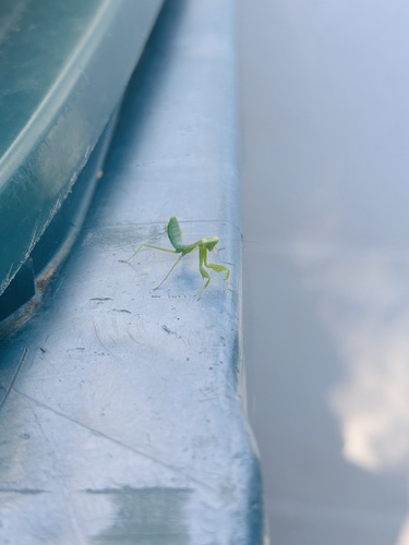 Transcaucasian Giant Mantis