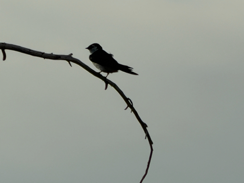 Violet-green Swallow