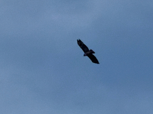 Red-tailed Hawk