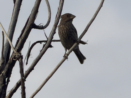 House Finch