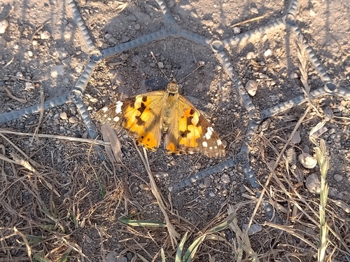Painted Lady