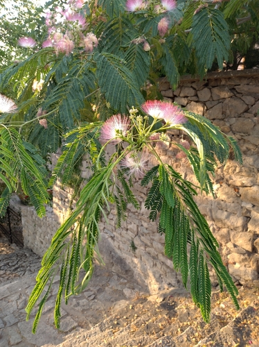 Persian silk tree