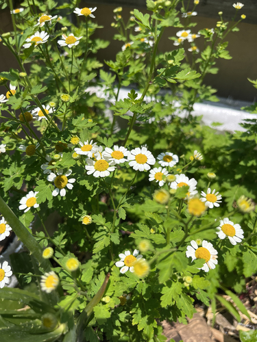 feverfew