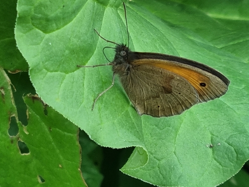Meadow Brown