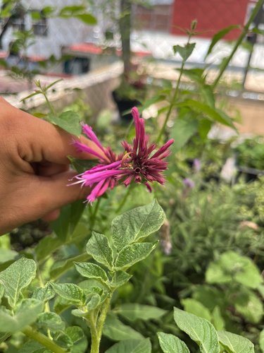 Mexican Giant Hyssop