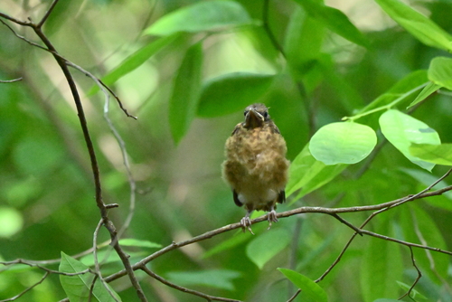 Clay-colored Thrush