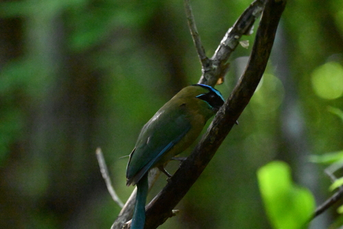 Lesson's Motmot