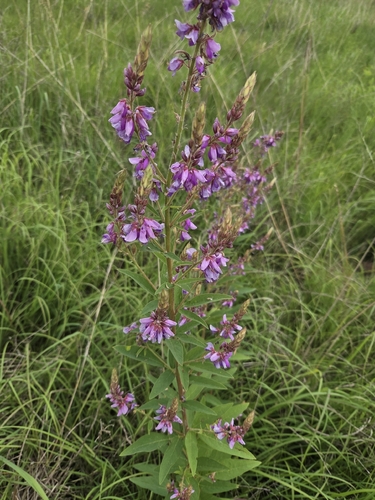 showy tick-trefoil