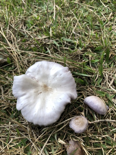 sordid blewit