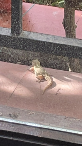 Moorish Gecko