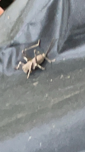 Two-toothed Bush-cricket