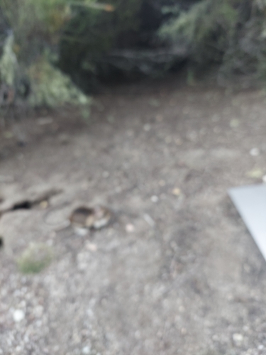 iNaturalist observation photo of Santa Lucia Mountain Kangaroo Rat